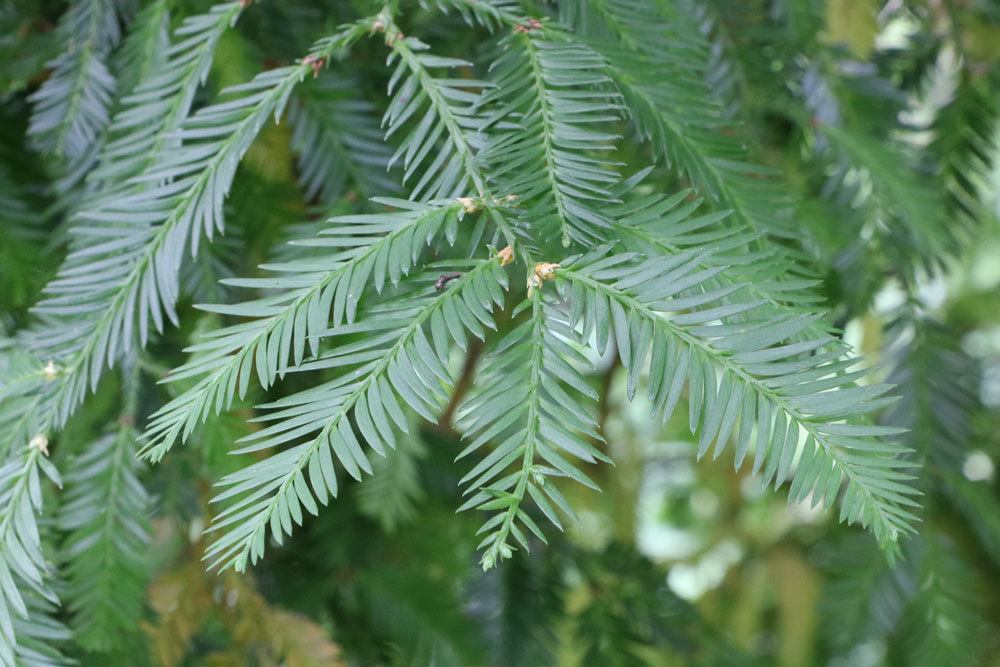 Küstenmammutbaum, Sequoia sempervirens