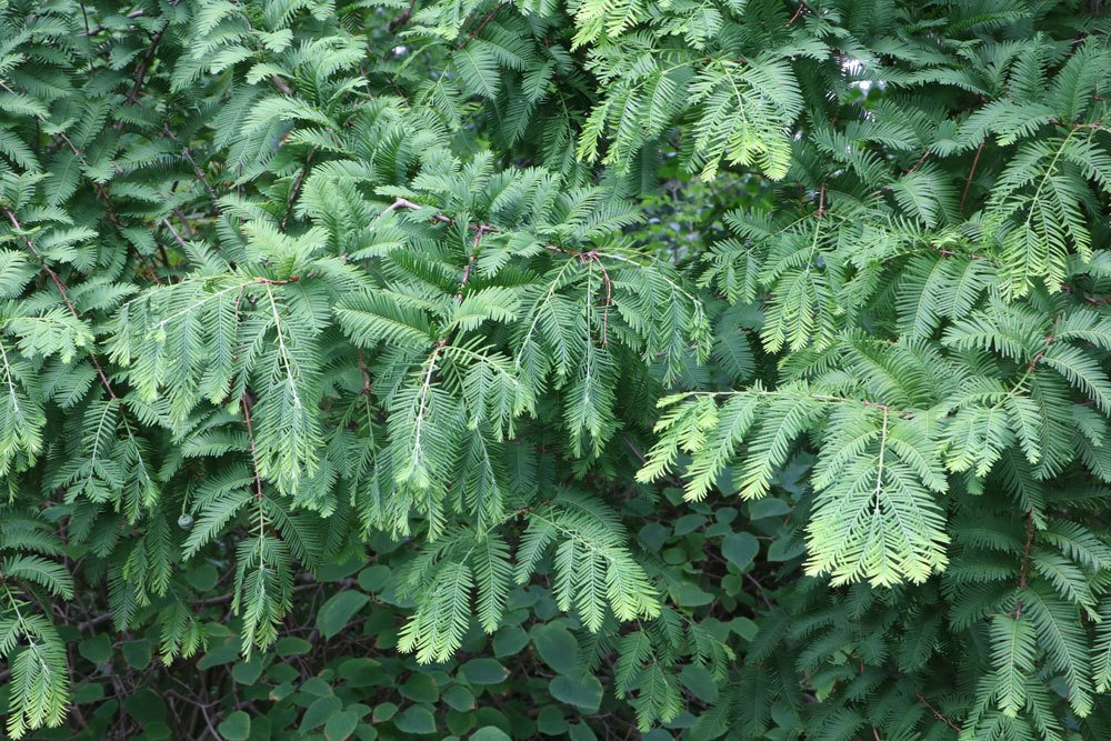 Urweltmammutbaum, Metasequoia glyptostroboides