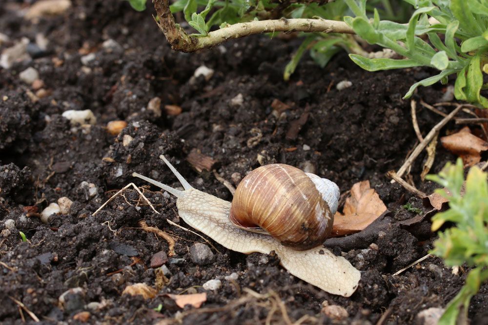 Schnecke im Gartenbeet