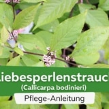 Liebesperlenstrauch (Callicarpa bodinieri)