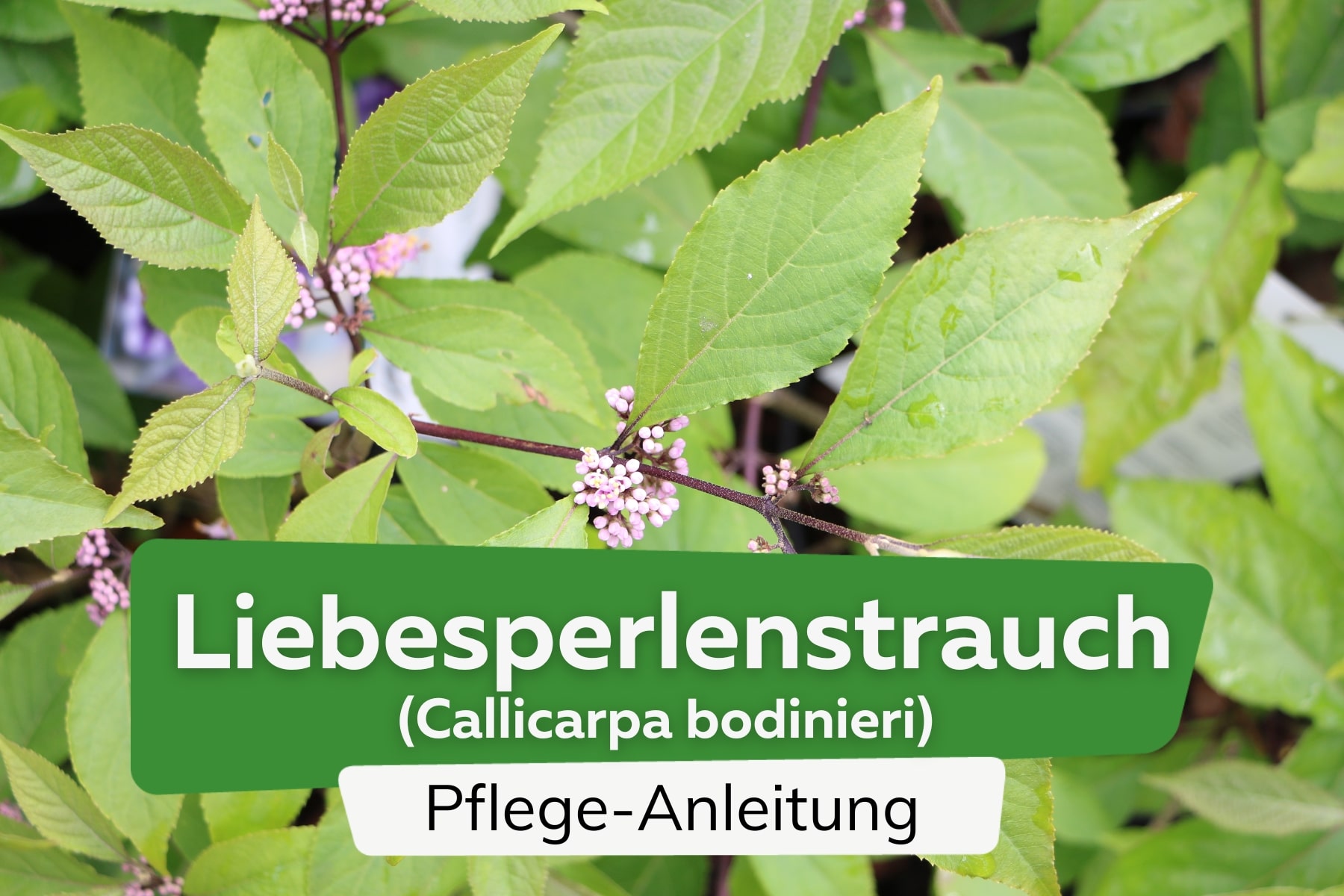 Liebesperlenstrauch (Callicarpa bodinieri)