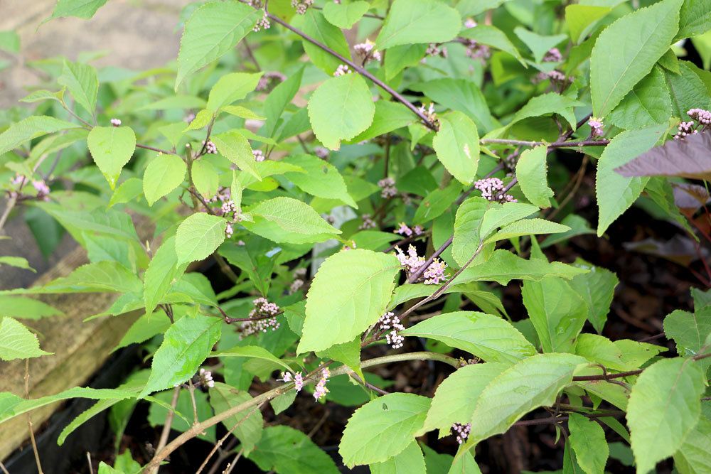 Callicarpa bodinieri im Gartenbeet