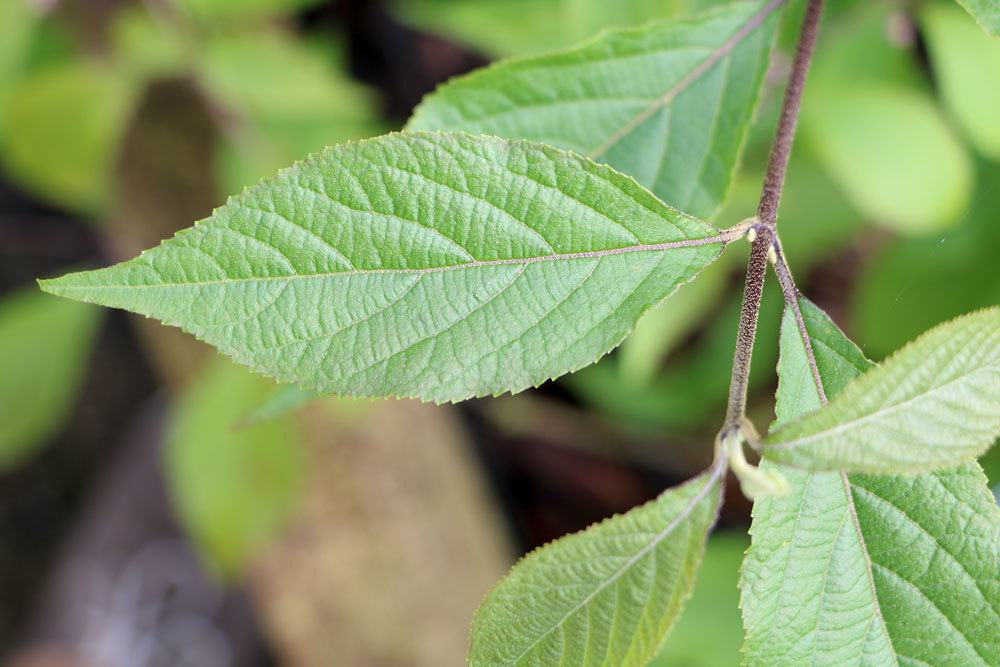 Schönfrucht, Callicarpa bodinieri mit mattgrünen Blättern