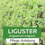 Liguster (Ligustrum vulgare)