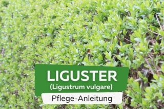 wonder world plant Organic Fertilizer Soil and Plant Booster main image 1