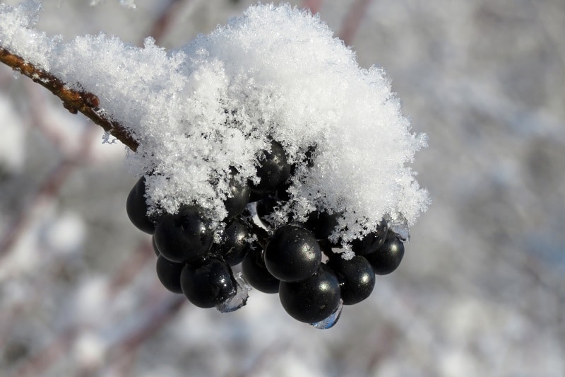 Liguster im Winter - Mit Schnee bedeckte Ligusterbeeren