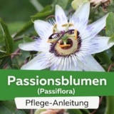 Passionsblumen