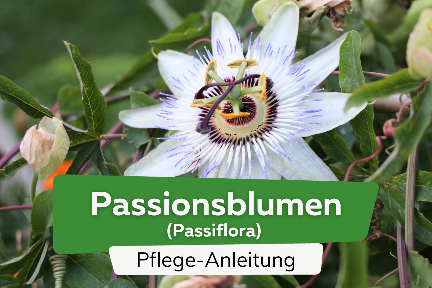 Passionsblumen