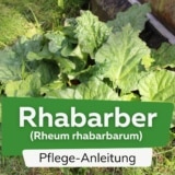 Rhabarber (Rheum rhabarbarum)