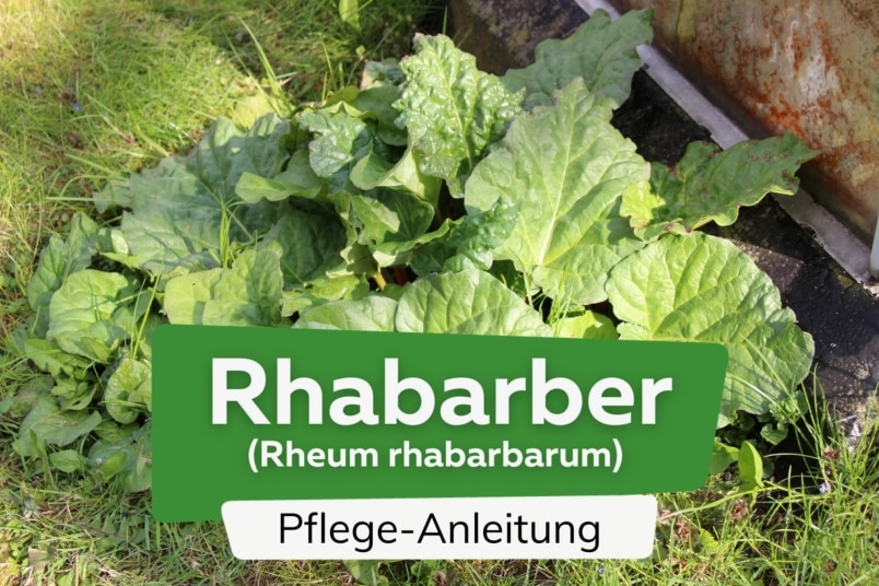 Rhabarber (Rheum rhabarbarum)