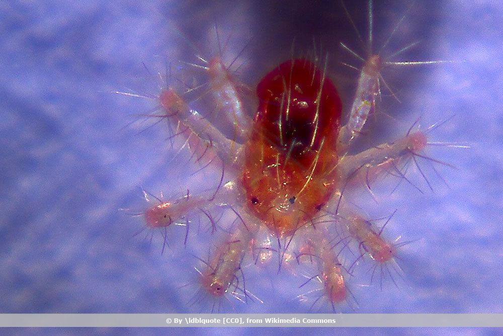 Rote Spinne, Panonychus ulmi