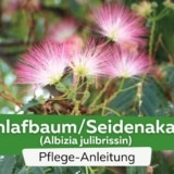 Schlafbaum/Seidenakazie (Albizia julibrissin)