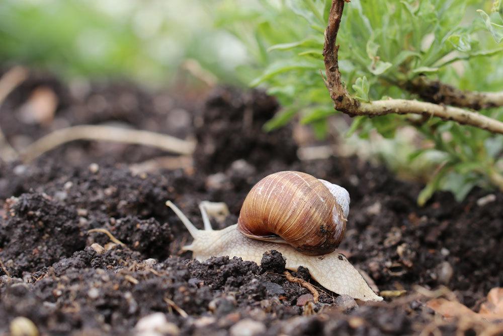 Schnecke