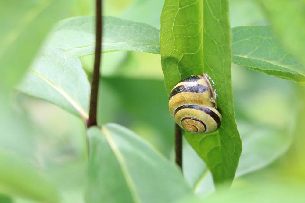 Schnecke an einem Pflanzenblatt