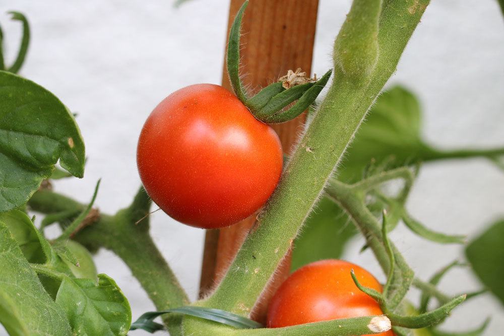 Tomaten züchten