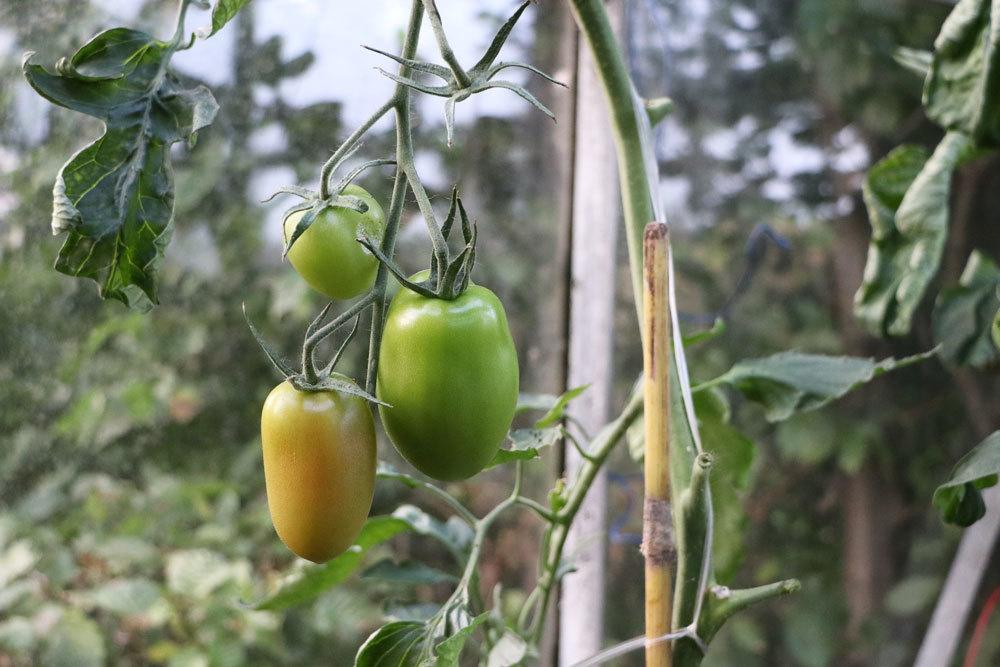 Tomatenpflanzen