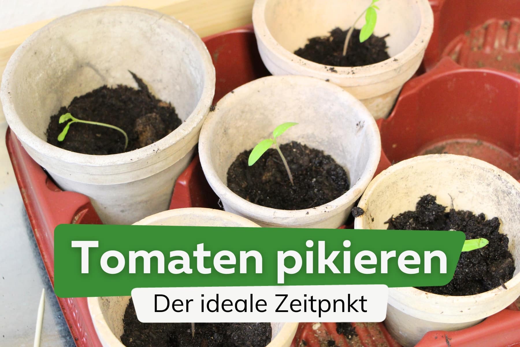 Tomaten pikieren: wann ist der beste Zeitpunkt zum Vereinzeln?