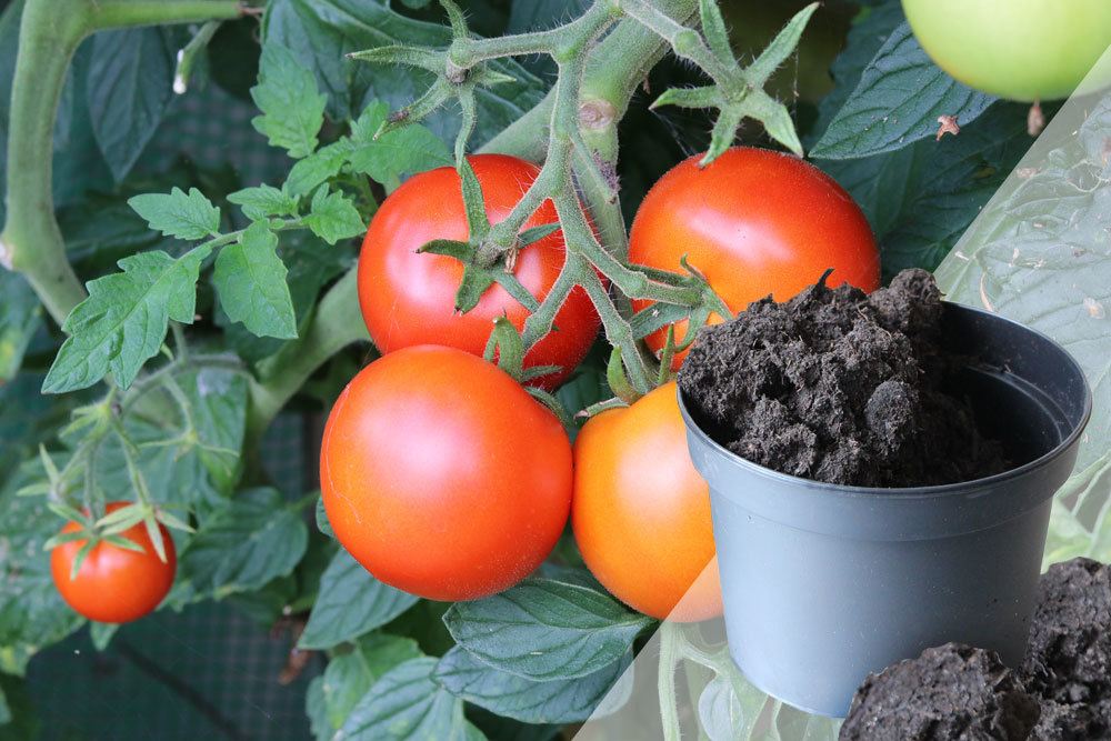 Tomatenerde, die beste Erde für Tomaten