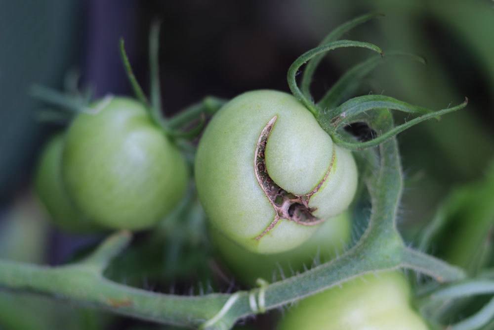 Tomatenkrankheit an einer Tomate