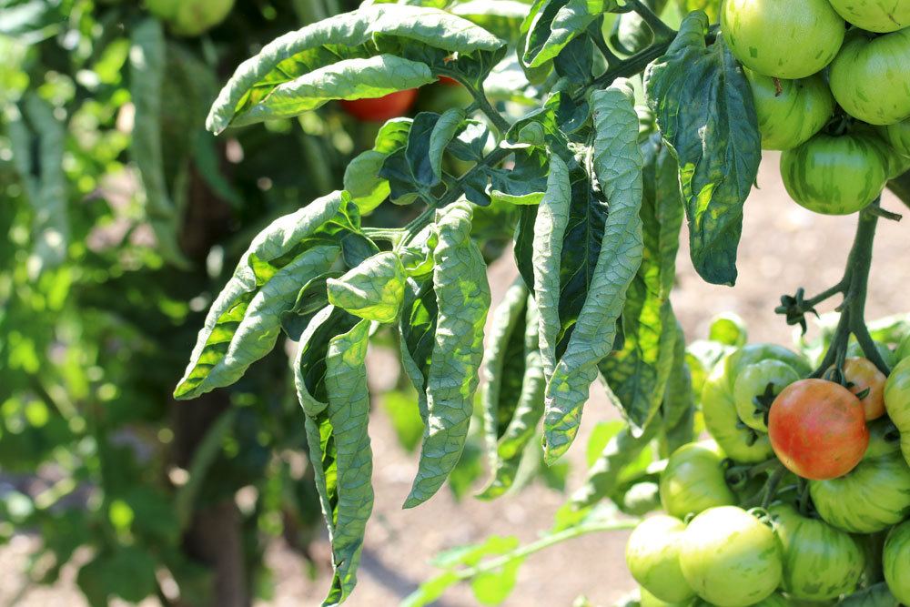 Blattrollen an einer Tomatenpflanze