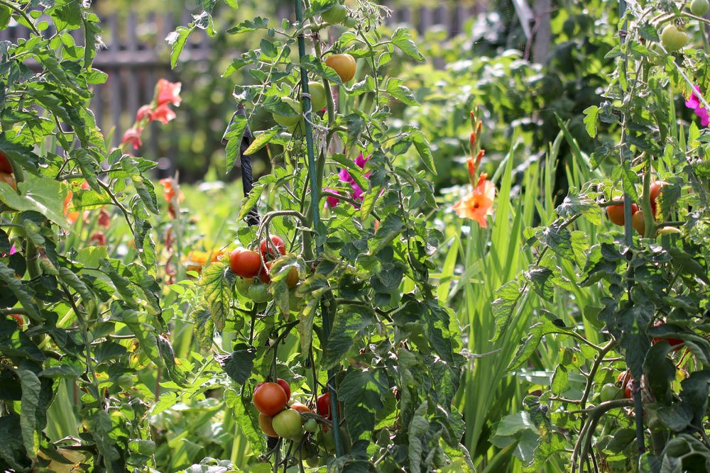 Tomatenpflanze im Garten