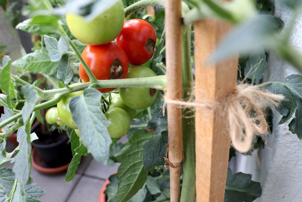 Blütenendfäule auch an Tomaten