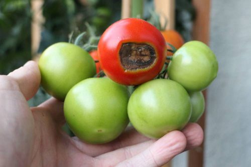 Blütenendfäule an Tomaten