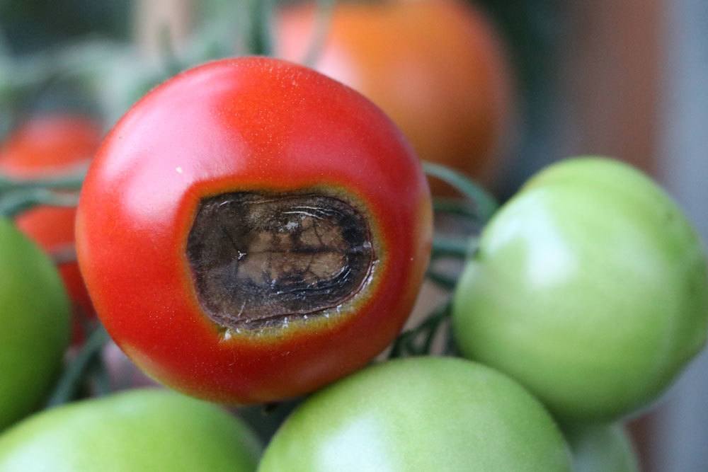 Tomatenkrankheiten, Blütenendfäule