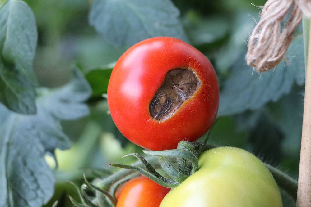 Tomatenkrankheiten einfach erkennen