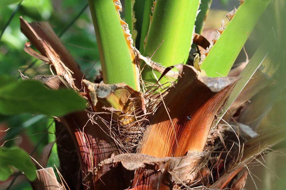 Washingtonia robusta