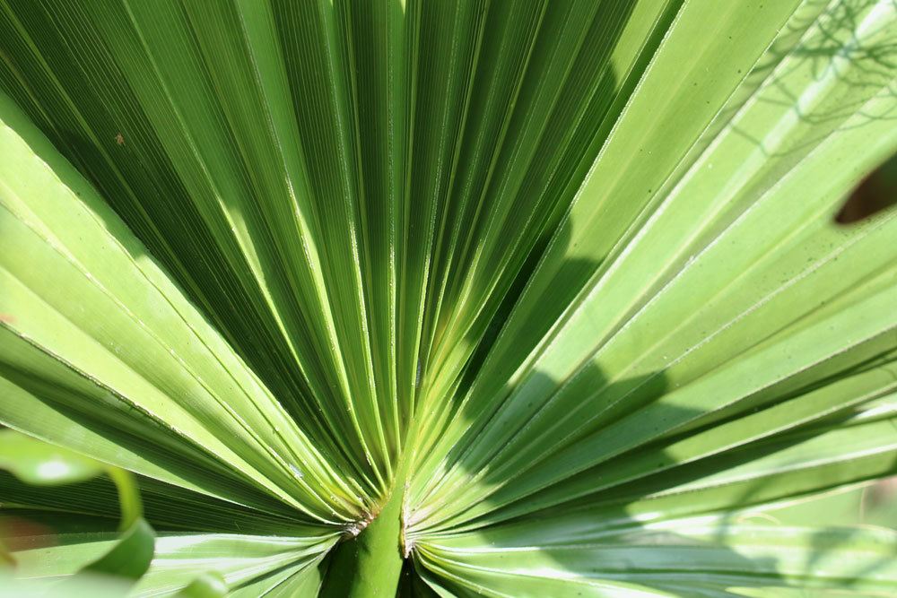 Washingtonia robusta mit großem Palmenwedel