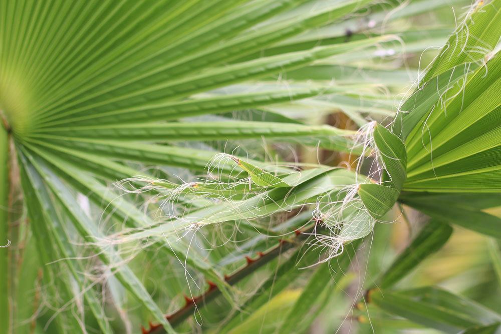 Washingtonpalme