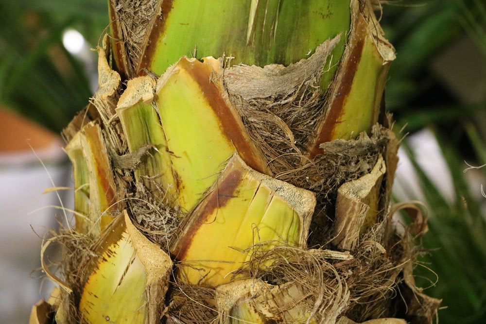 Washingtonia robusta