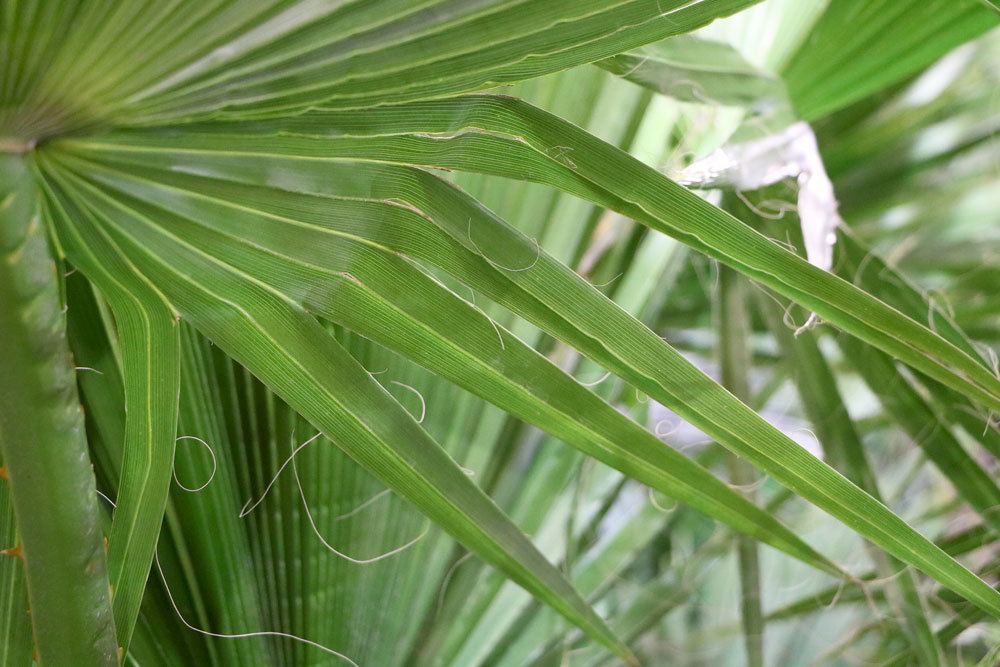 Petticoat-Palme für Haus oder Garten geeignet