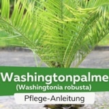 Washingtonpalme (Washingtonia robusta)