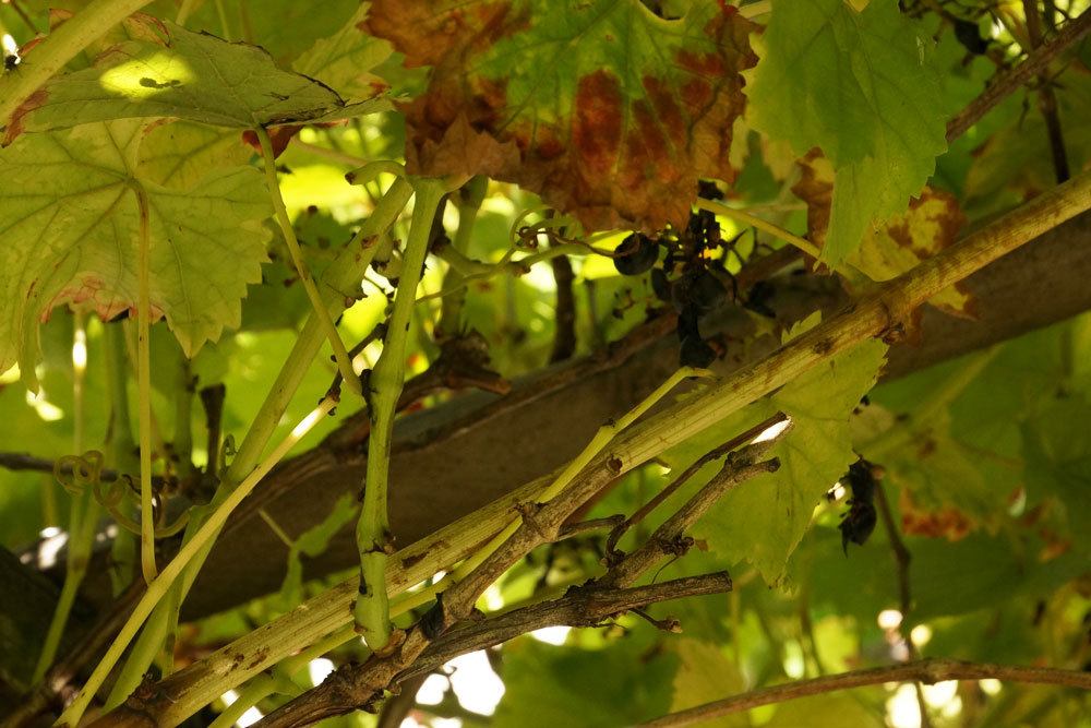 Weinreben im Garten