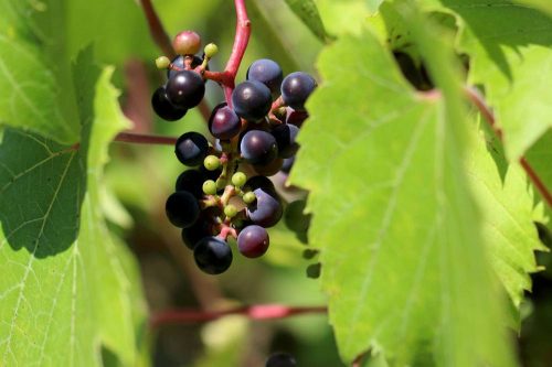 Weinrebe mit Trauben