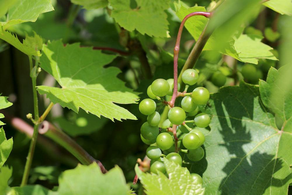 Weinrebe mit grünen Trauben