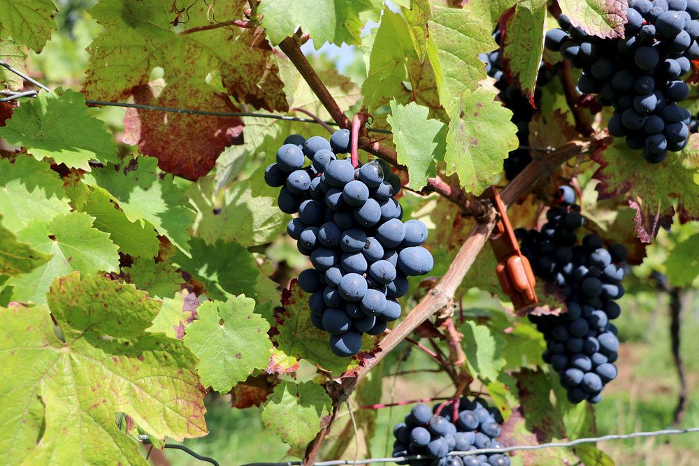 Weinreben setzen mediterrane Akzente