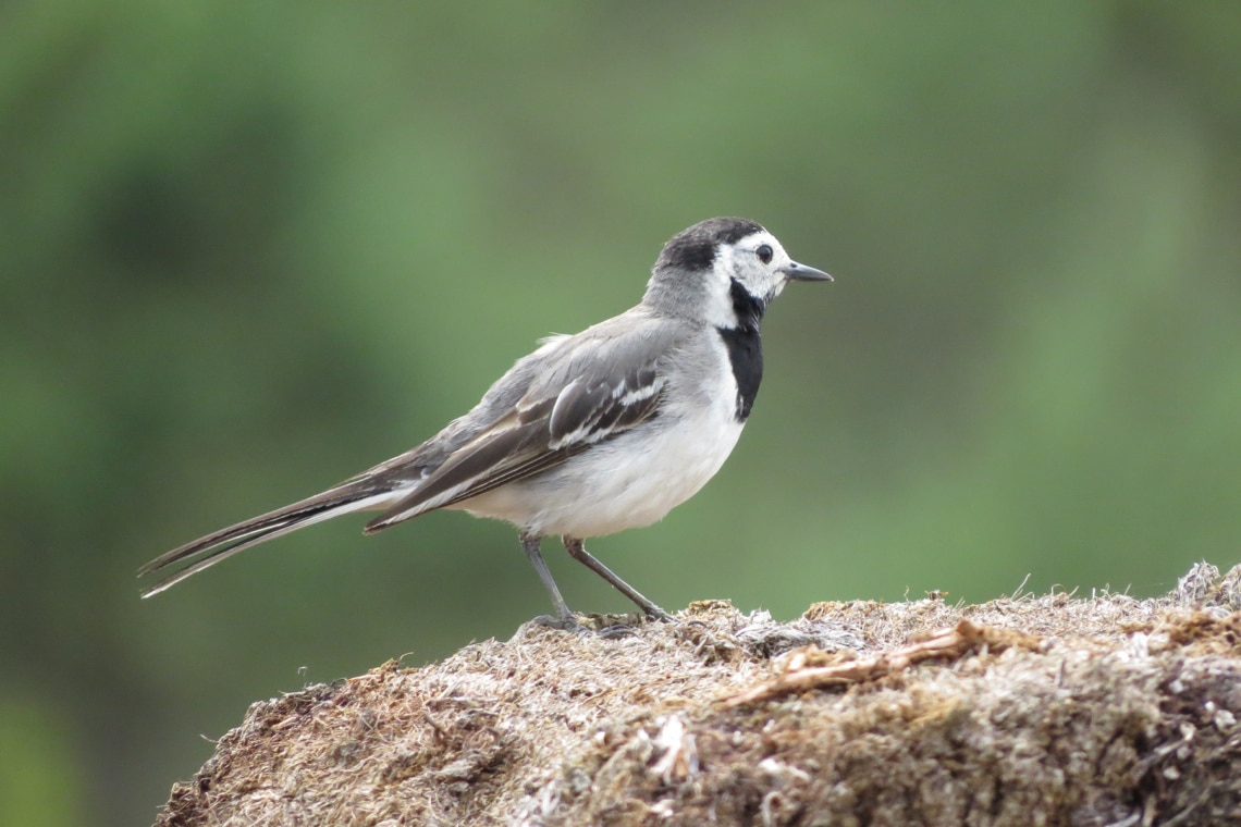 Bachstelze, Motacilla alba