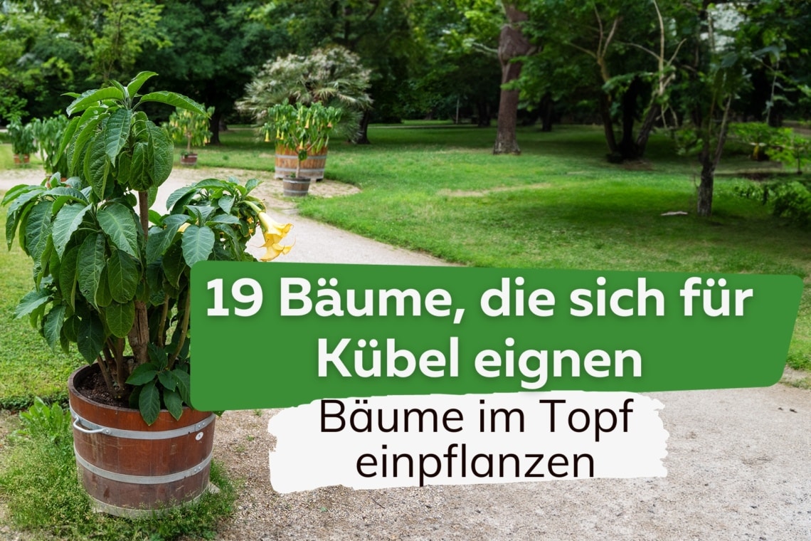 Bäume für Kübel