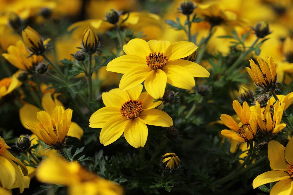 Zweizahn, Goldmarie, Bidens ferulifolia