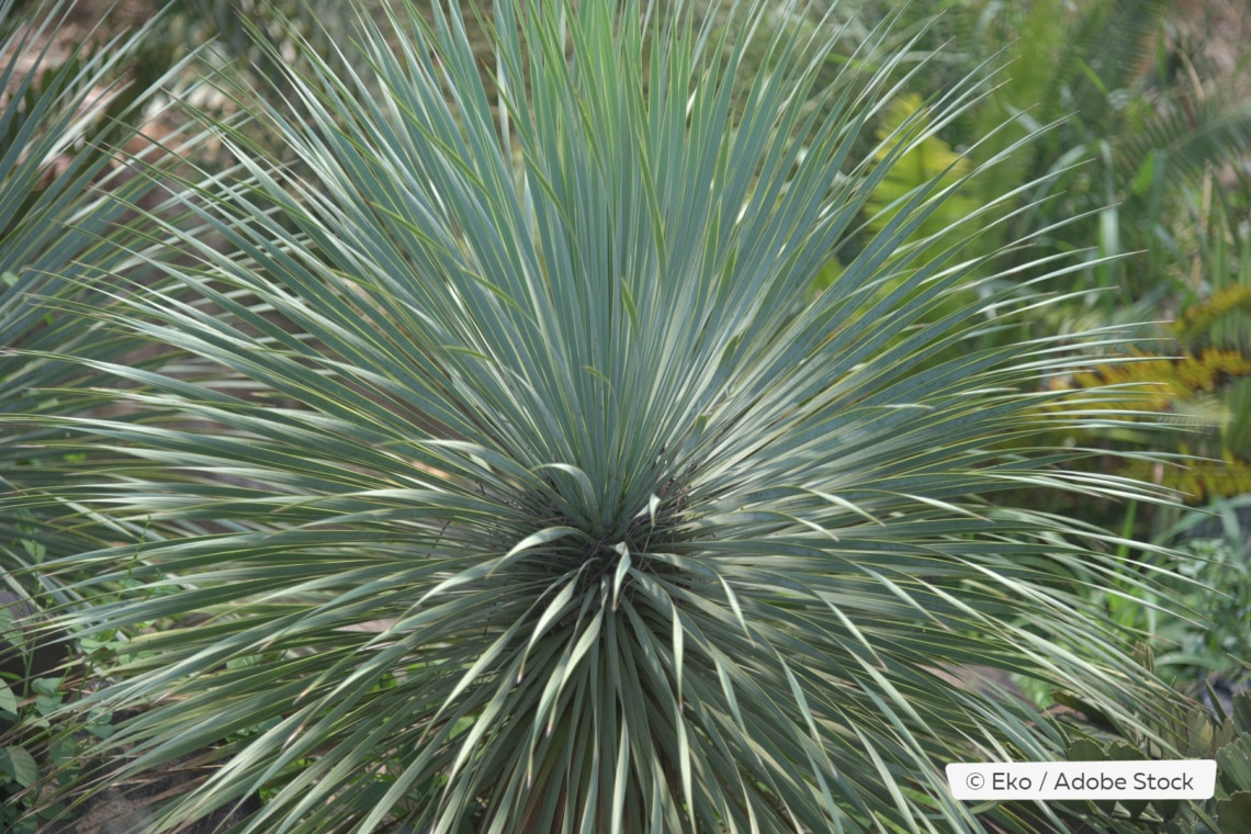 Blaublättrige Yucca (Yucca rostrata)