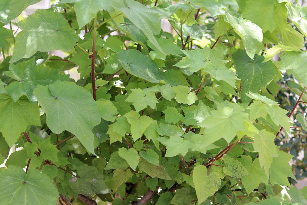 Kapländische Zimmerlinde, Sparrmannia africana