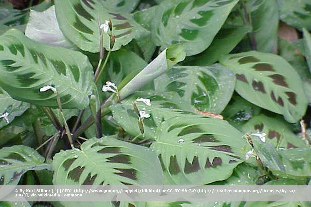 Pfeilwurz, Maranta leuconeura