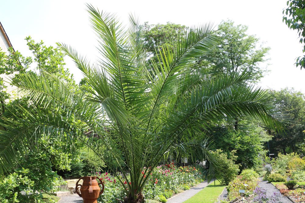 Phoenix-Palme im Garten