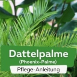 Dattelpalme (Phoenix dactylifera)