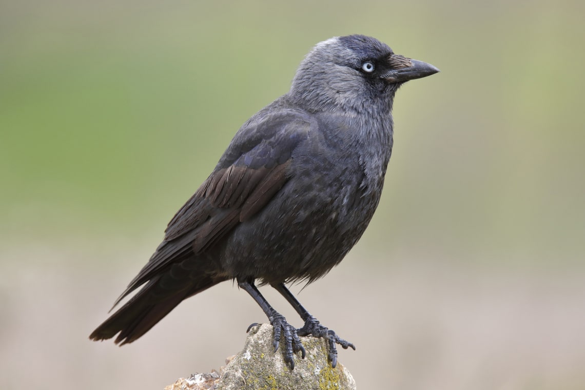 Dohle (Corvus monedula)