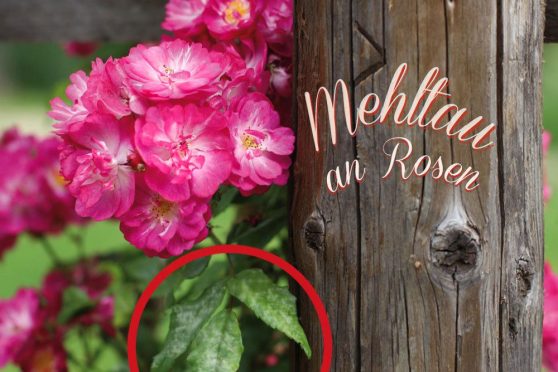 echter-falscher-mehltau-bei-rosen-bek-mpfen-5-hausmittel