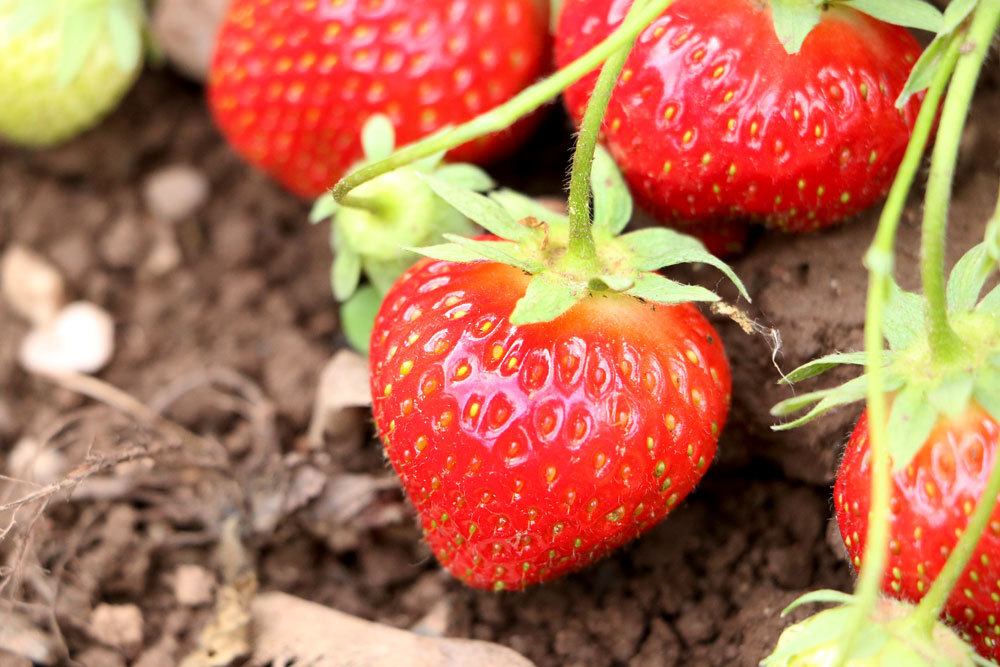 Erdbeeren im Gartenbeet